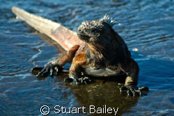 This marine iguana in the Galapagos Islands is not camera... by Stuart Bailey 